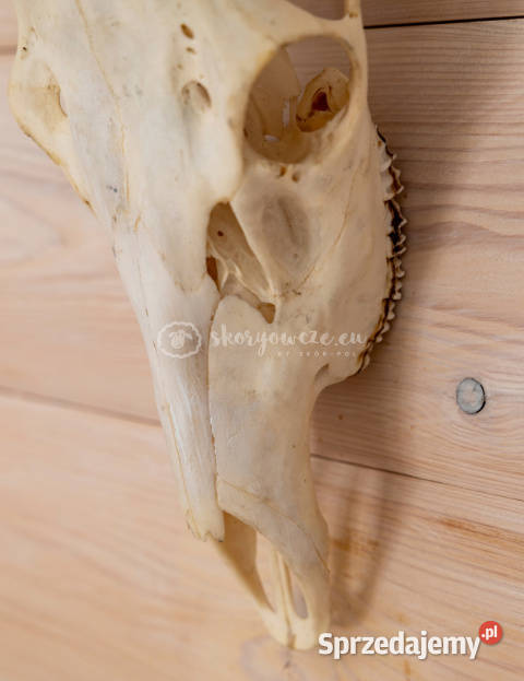 Czaszka naturalnaprawdziwa z owcy z porożem Szaflary