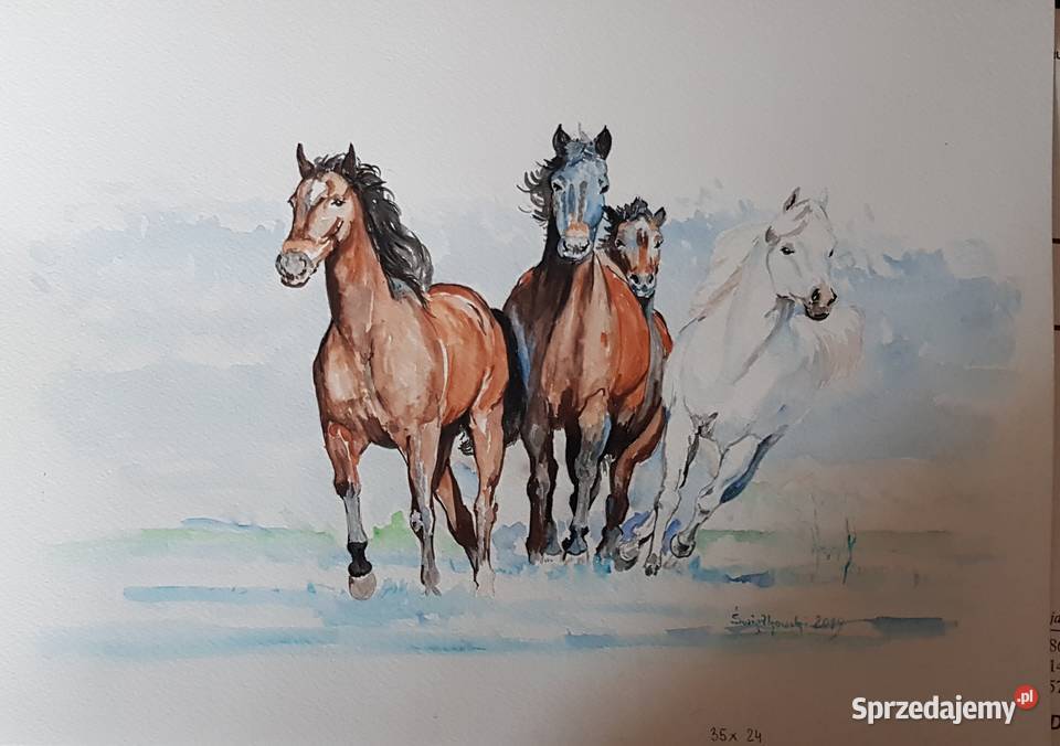 cztery konie akwarela Szczecin sprzedam