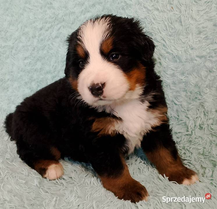 Pies Berneński Pasterski Kraśnik