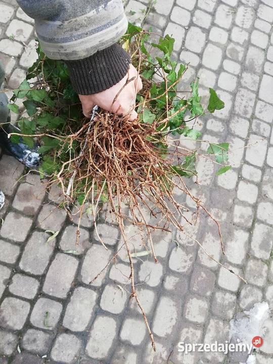 Bluszcz Hedera Helix roslina okrywowa na pergole Jasło sprzedam