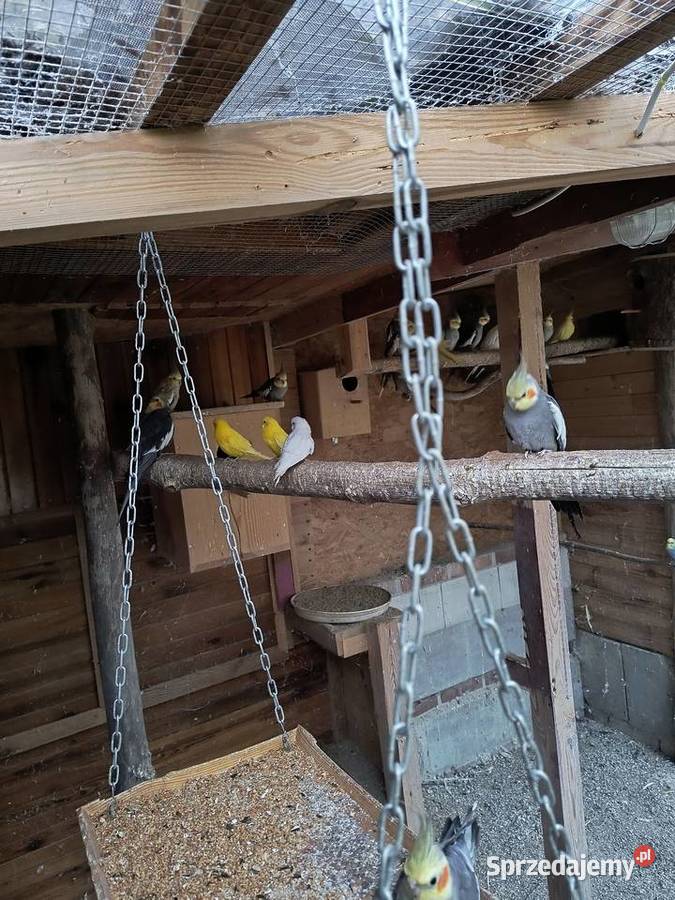 Papugi faliste i nimfy Leszno