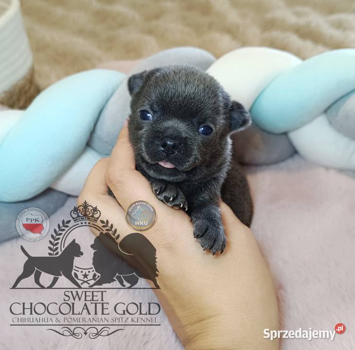 Chihuahua piesek blue niebieski krótkowłosy Warszawa