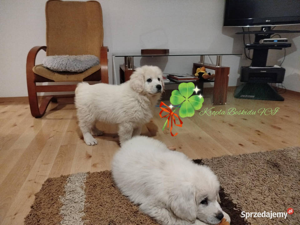 Szczeniaki Polski Owczarek Podhalański podkarpackie Rzeszów