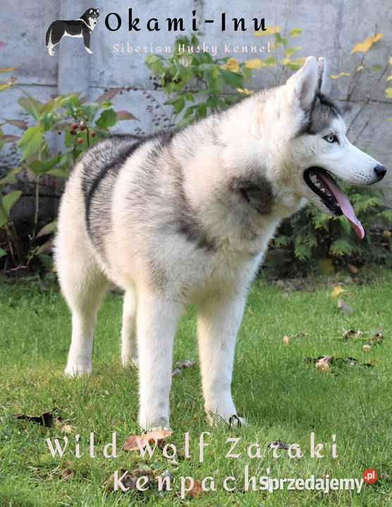 Siberian Husky Suczka niebieskooka z doskonałym Kalisz sprzedam