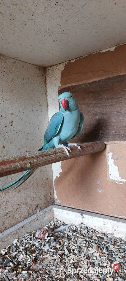 Aleksandreta obrożna 17r samica Ptaki