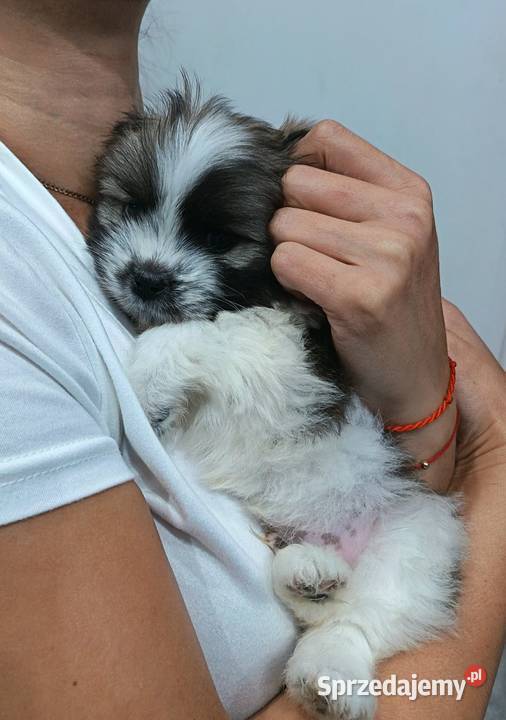 Piękne szczeniaki shih tzu Mińsk Mazowiecki