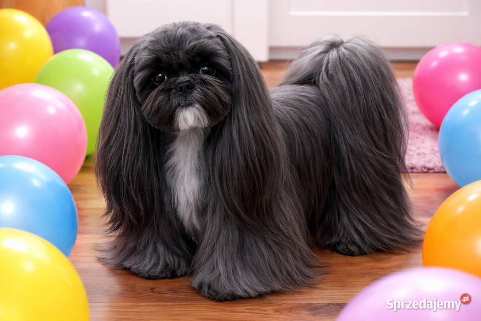 Reproduktor shih tzu z genem blue Zawiercie