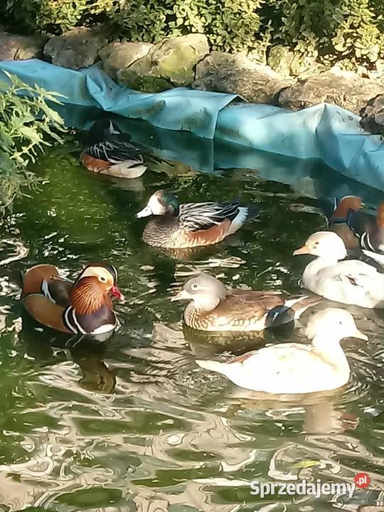 Kaczki mandarynki