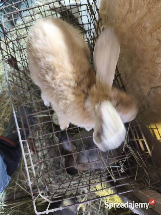 Króliki Różne Rasy Samiczki i samczyki Jasieniec
