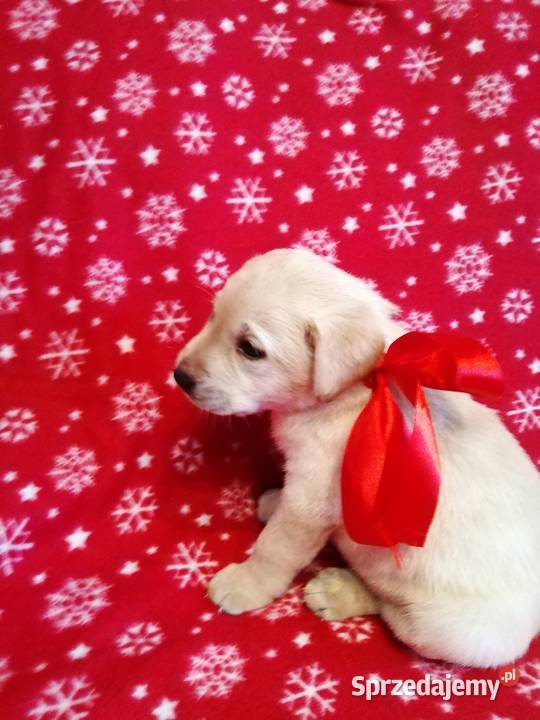 Sprzedam Labladory biszkoptowe szczeniaki Lubawa