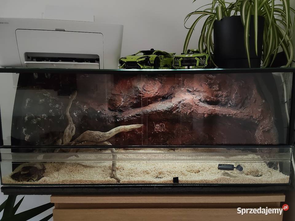 Terrarium plus pyton królewski samiczka Rzeszów