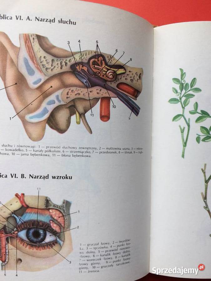 2588 Encyklopedia Zdrowia Dziecka Szczecin