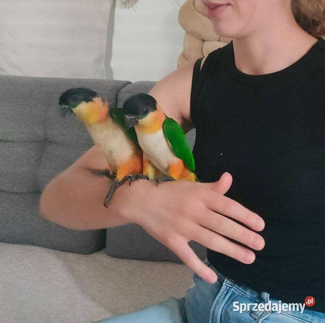 barwinki sprzedam sprzedam