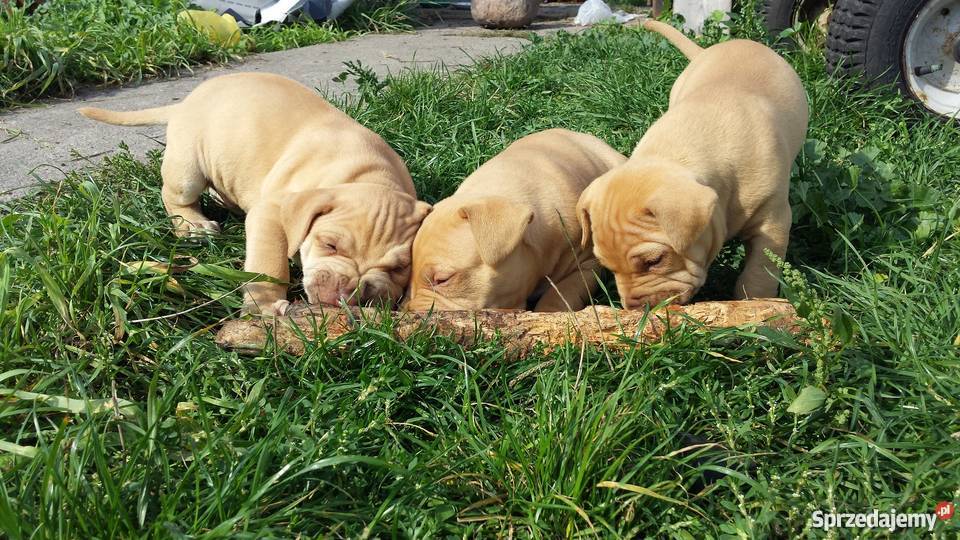 Szczenięta PitBull Red Nose Psy kujawsko-pomorskie Lipno sprzedam