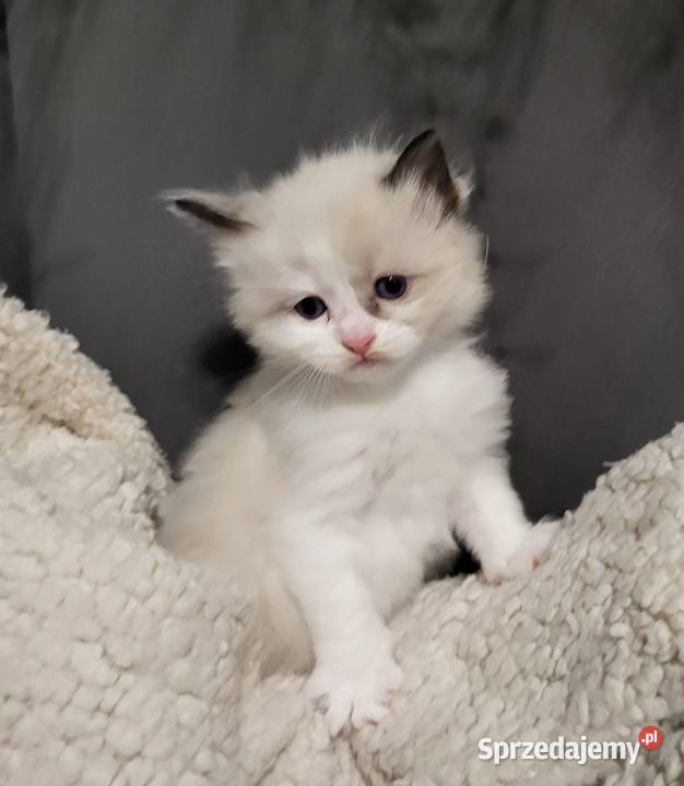 Ragdoll dwaj bracia bicolor Piorunówek