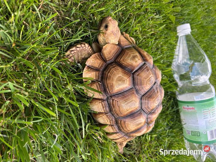 Zółw pustynny żółw lądowy centrochelys sulcata małopolskie Miechów