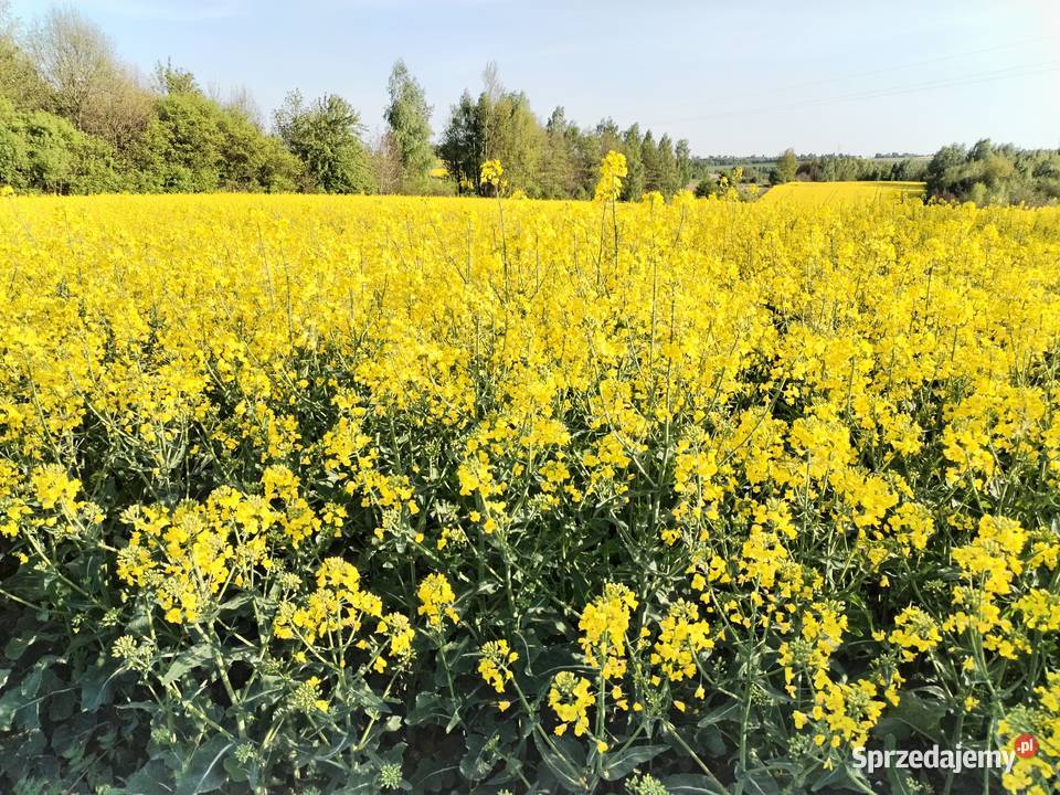 Działkę z domkiem 35m Prawecin Nieruchomości Prawęcin