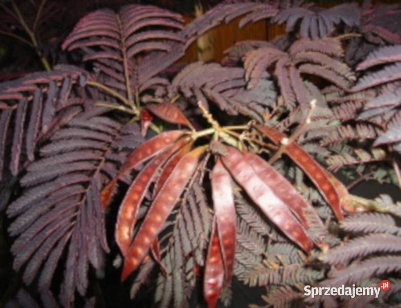 ALBICJA SUMMER CHOCOLATE sadzonki w doniczkach Liściaste Ustronie sprzedam