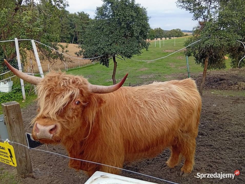 Krowy Highland stado 11 bydło mięsne szkockie Płachty