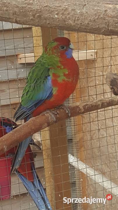 Rozella Królewska Kostrzyn nad Odrą