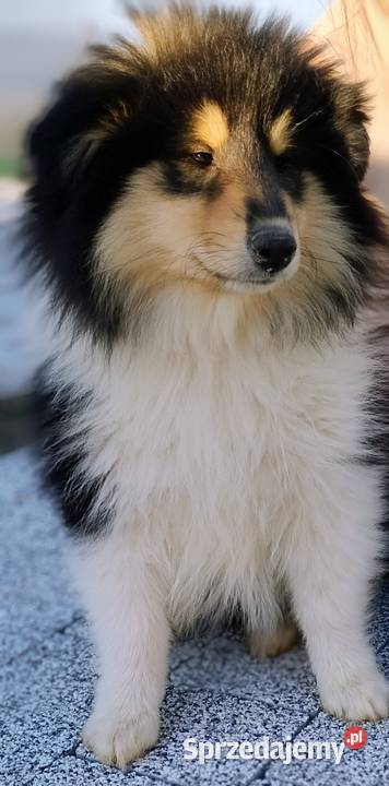 Owczarek szkocki collie ZKwP FCI mazowieckie Warszawa