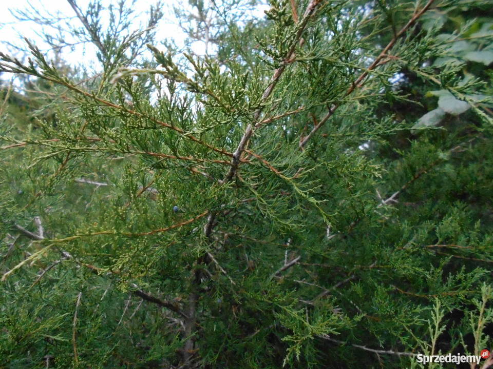 Gałęzie iglaków na świąteczne dekoracje Koźlątków