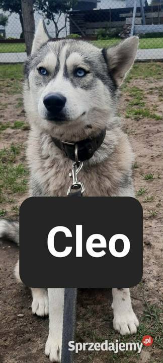 Dostępne suczki rasy Syberian husky