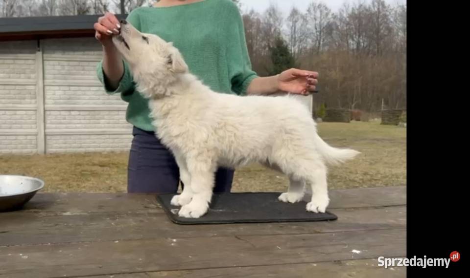 Biały Owczarek Szwajcarski wielkopolskie Nowe Prażuchy