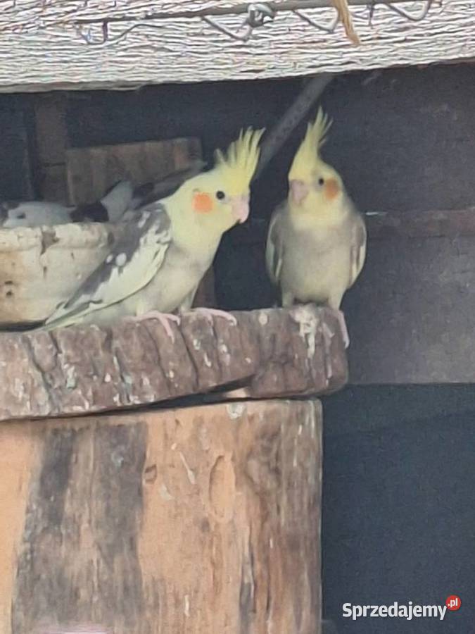 Nimfy młode szeki z 2025roku