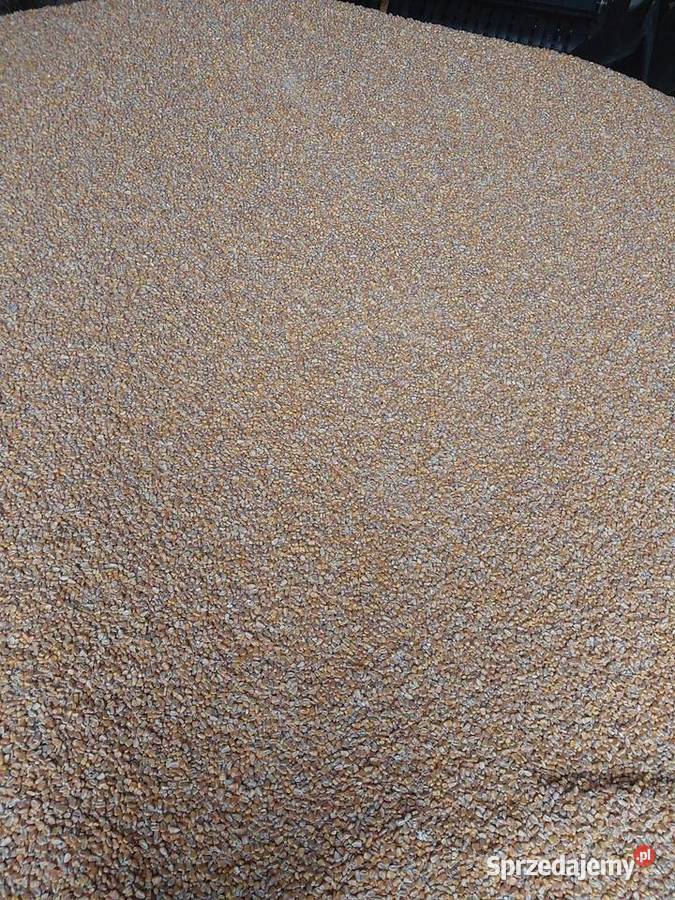 Kukurydza 2025 wielkopolskie Jelenie