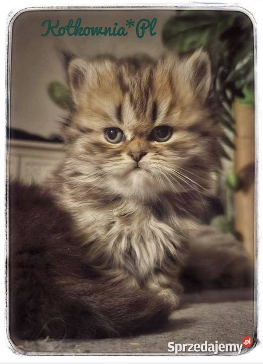 Kotek brytyjski długowłosy Słodziak Brytyjski Jełowa