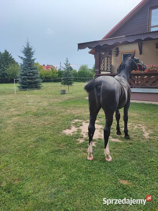 Klacz Śląska Konie podkarpackie Przeworsk
