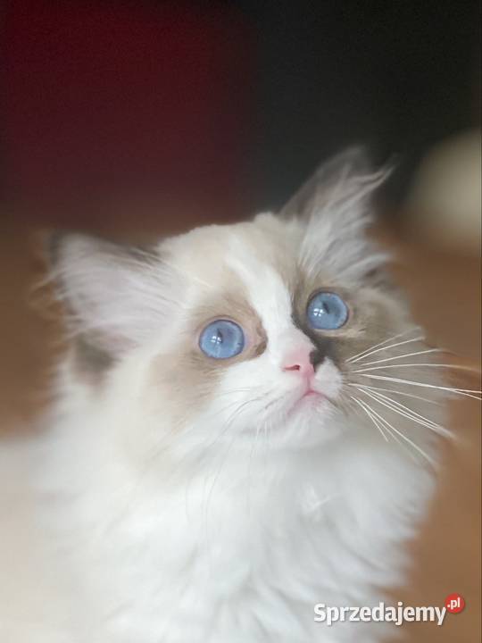 Młodziutka kotka hodowlana Częstochowa