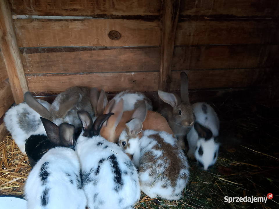 Króliki Gorzkowice