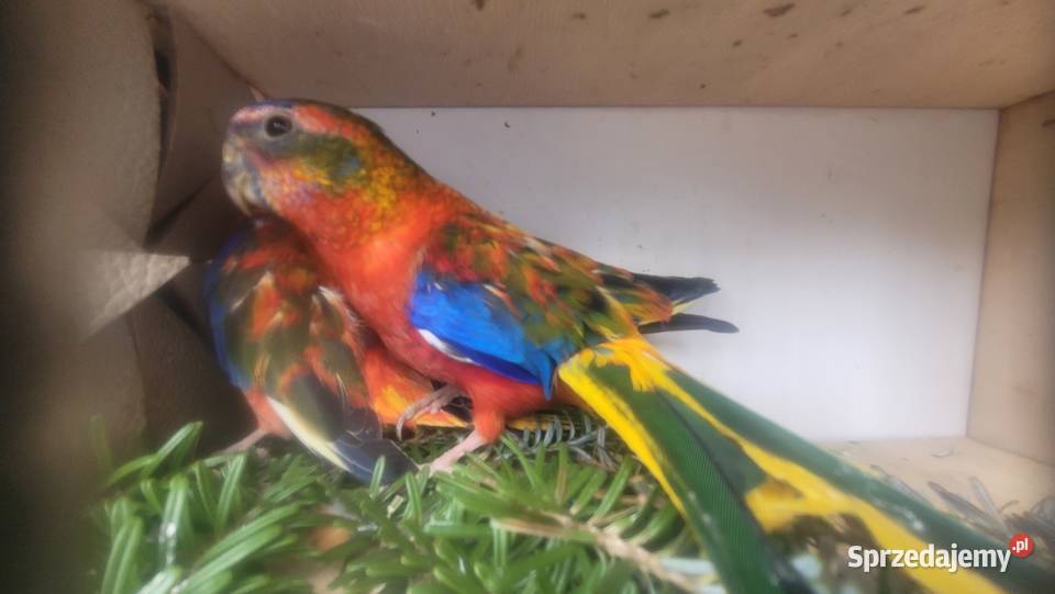 Papugi łąkowki turkusowe Wieliczka