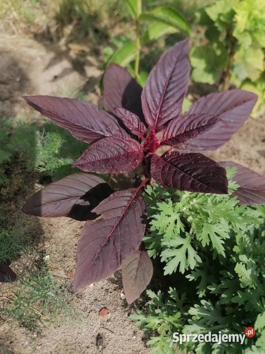 Szarłat prosty amarantusRoślina ogrodowakwiaty Łódź