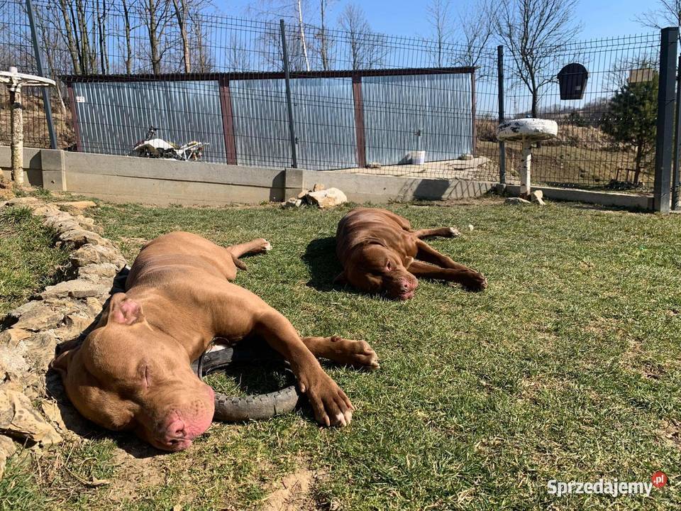 Sprzedam szczeniaki rasy American Pit Bull