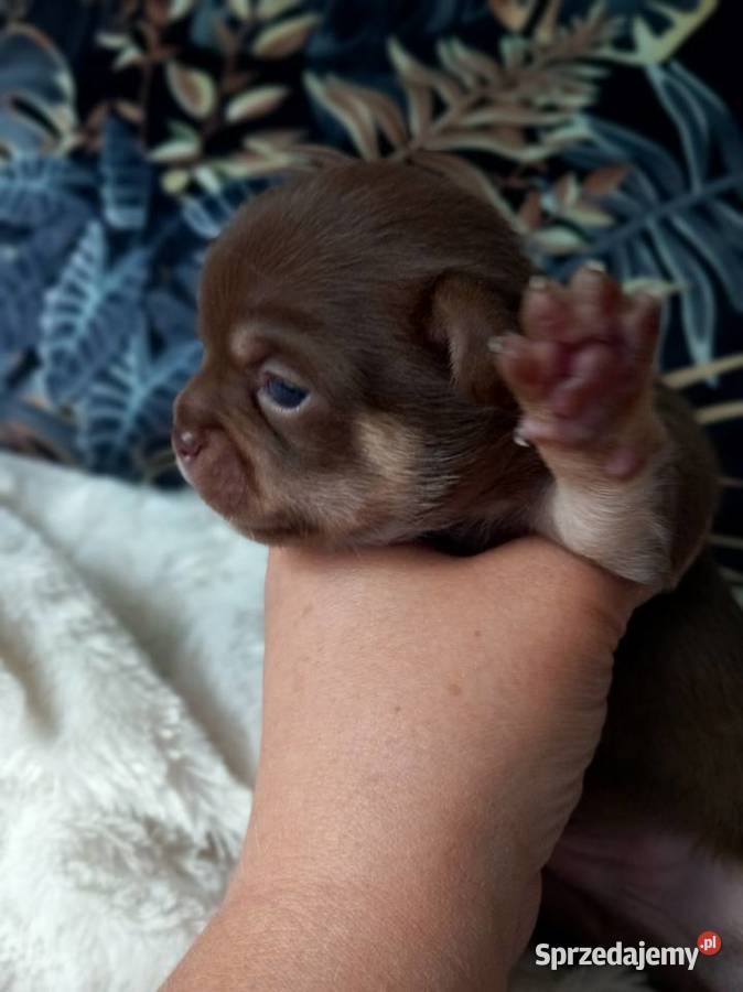 Chihuahua krótkowłosy czekoladowy