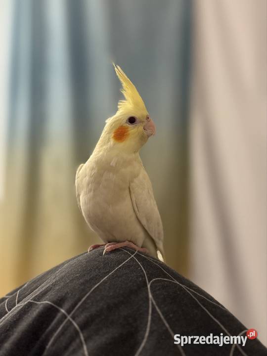 Młodziutka papuga nimfa ręcznie karmiona Gdańsk