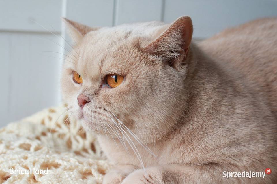 brytyjska kotka kremowa Inowrocław