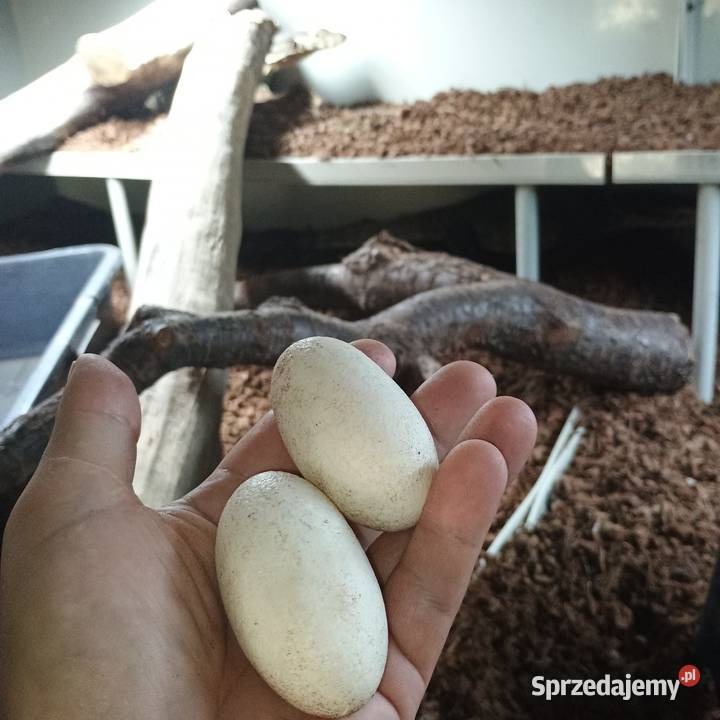 Para waranów leśnych terrarium