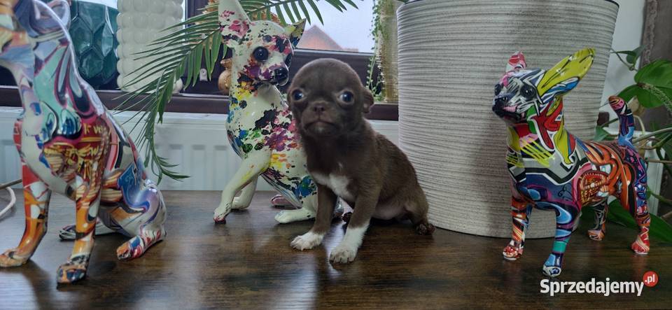 MINI Dziewczynka Chihuahua Gotowa Do Odbioru Ciszkowo