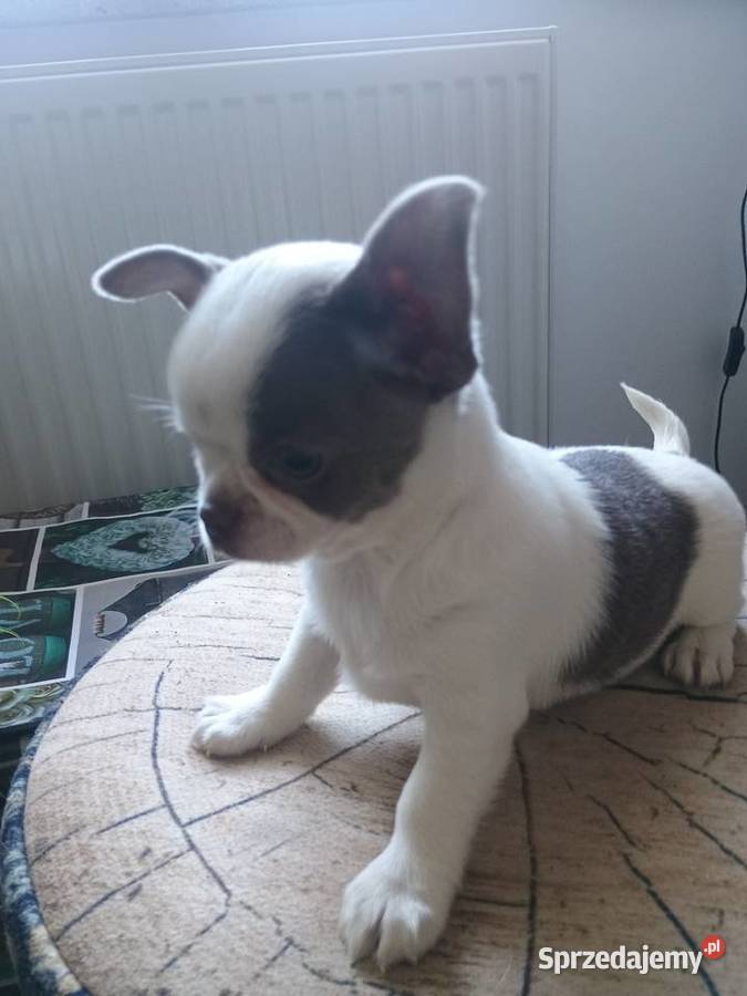 Chihuahua dziewczynka wyjątkowa Kleszczów sprzedam