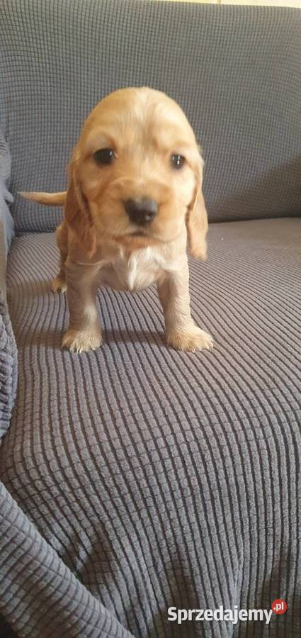Cocker Spaniel Angielski suczka Radom