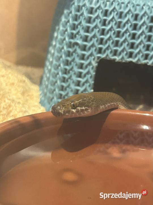 Wąż mahoniowy Samica mazowieckie