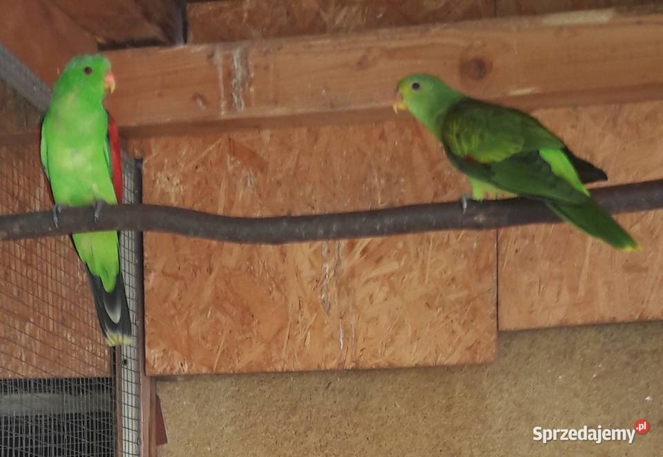Papuga czerwonoskrzydła samica Rybnik