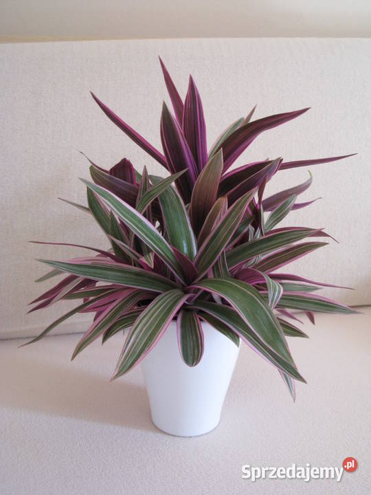 Reo meksykańskie trzykrotka tradeskancja piękna Brzegi