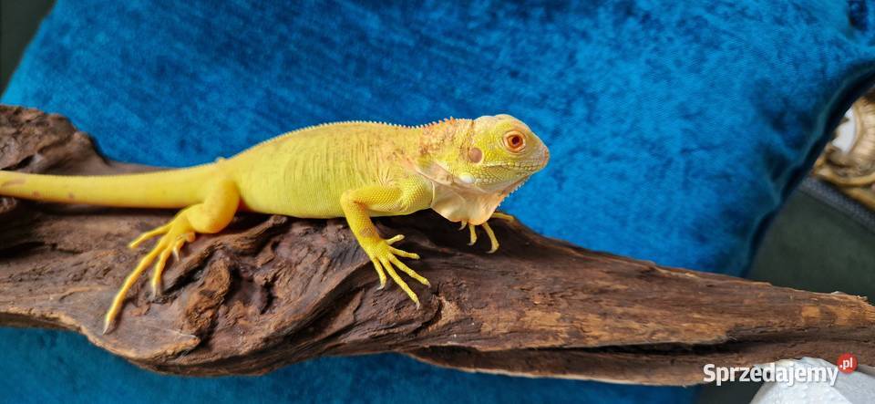 Legwan zielony iguana iguana red albino x albino Jelenia Góra