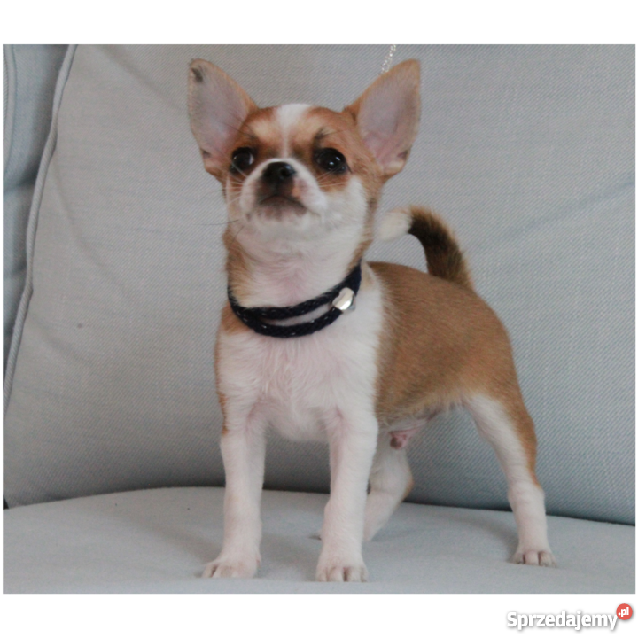 Piękny krótkowłosy piesek chihuahua Chihuahua mazowieckie Warszawa sprzedam