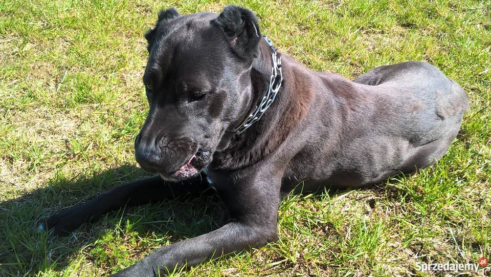 Suka owczarek środkowoazjatycki CAO Siedlce